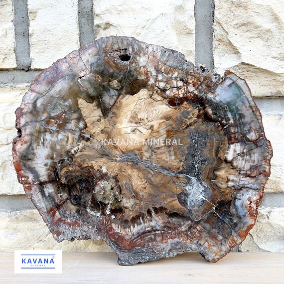 Zkamenělé, fosilní dřevo araukárie - kornifer, stáří 225 mil. let (trias)